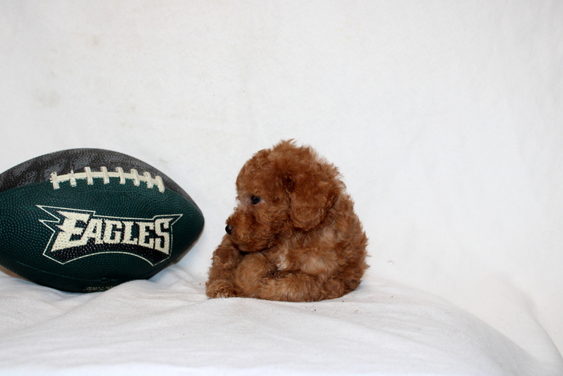 puppy, for, sale, Mini Poodle, Matthew B. Stoltzfus, dog, breeder, Gap, PA, dog-breeder, puppy-for-sale, forsale, nearby, find, puppyfind, locator, puppylocator, aca
